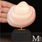 Maoricardium Pseudolima schelp op houten en messing basis, Verzamelen, Nieuw