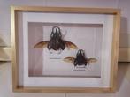Kevers-Beetles Taxidermie wandmontage - Chalcosoma, Antiek en Kunst, Curiosa en Brocante