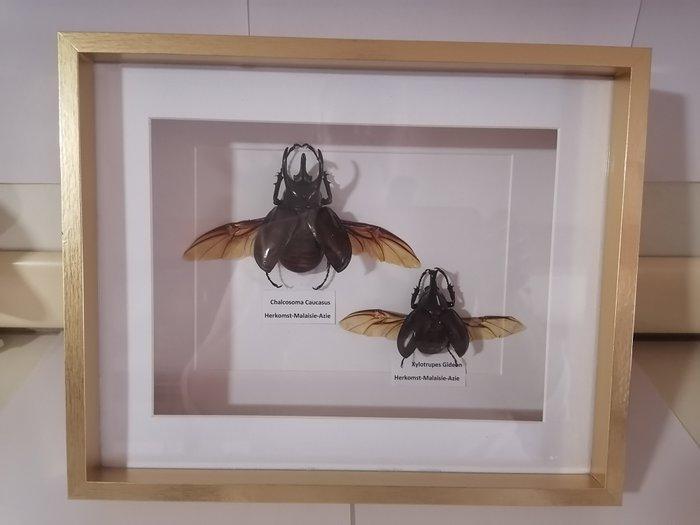 Kevers-Beetles Taxidermie wandmontage - Chalcosoma, Antiek en Kunst, Curiosa en Brocante