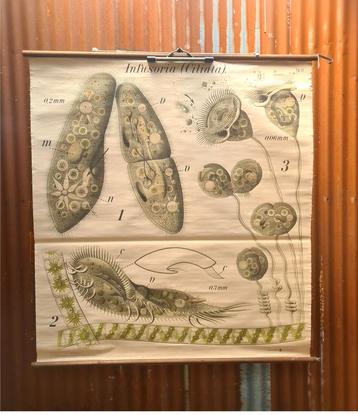 Botanische schoolkaart Ciliata van Paul Pfurtscheller beschikbaar voor biedingen