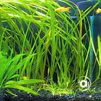 Vallisneria Spiralis - Submers stek, Dieren en Toebehoren, Ophalen, Nieuw