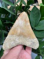 Megalodon - Fossiele tand - 112 mm - 96 mm, Verzamelen, Mineralen en Fossielen