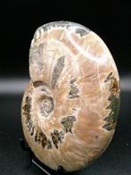 Ammoniet - Gefossiliseerde schelp - Aioloceras (Cleoniceras)