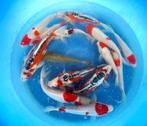 Hirasawa Marusei 28-35cm (Japanse Koi), Karper of Koi