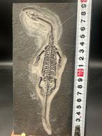 Zeereptiel - Fossiele matrix - Keichousaurus sp. - 19.5 cm -, Verzamelen, Mineralen en Fossielen