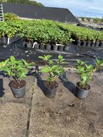 Hortensia’s te Koop!  Diversen soorten en kleuren, Ophalen of Verzenden, Eenjarig, Bodembedekkers, Halfschaduw