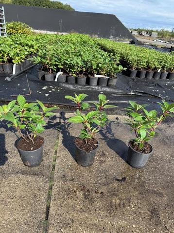 Hortensia’s te Koop!  Diversen soorten en kleuren beschikbaar voor biedingen