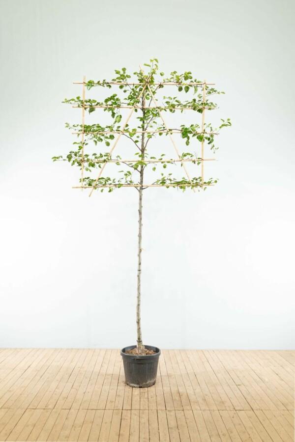 Pyrus calleryana Chanticleer leiboom 10/12 150cm stam 150b, Tuin en Terras, Planten | Tuinplanten
