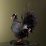 Blauwe Oorfazant Taxidermie Opgezette Dieren By Max, Ophalen of Verzenden, Nieuw, Vogel, Opgezet dier