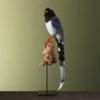 Roodsnavelkitta Taxidermie Opgezette Dieren By Max, Ophalen of Verzenden, Nieuw, Vogel, Opgezet dier