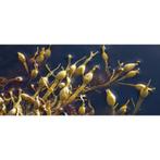 Kelp - 100 Capsules a 400mg, Verzenden, Nieuw, Poeder of Drank