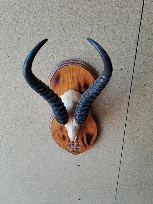 Springbok Taxidermie wandmontage - Antidorcas marsupialis -, Verzamelen, Dierenverzamelingen