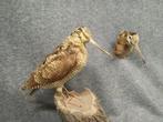 Scholekster Taxidermie volledige montage - Scolopax, Nieuw