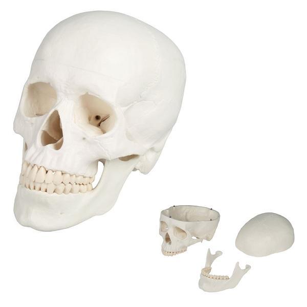 Anatomie model schedel (3-delig), Sport en Fitness, Massageproducten