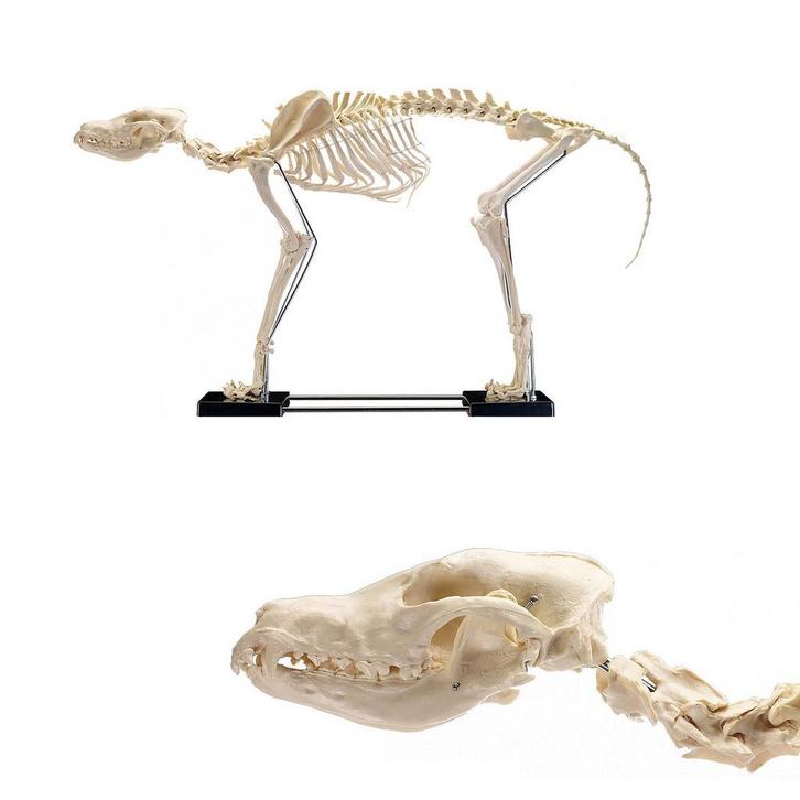 Anatomie model skelet van een hond (groot, 86x67x40 cm), Sport en Fitness, Massageproducten