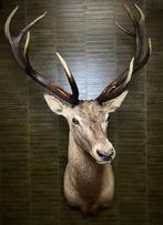 Edelhert Taxidermie Opgezette Dieren By Max, Verzamelen, Dierenverzamelingen, Ophalen of Verzenden, Nieuw, Wild dier, Opgezet dier