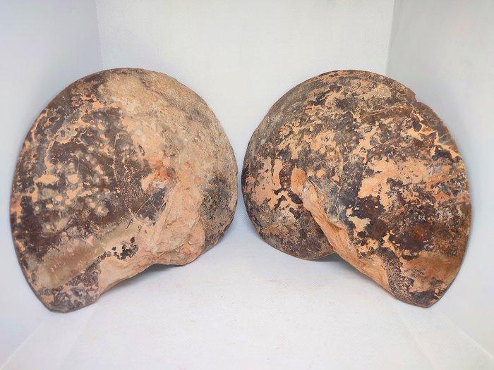 Gefossiliseerd dier - Amonite Choffaticeras (Zonder, Verzamelen, Mineralen en Fossielen