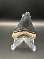 Megalodon - Fossiele tand - CARCHARIAS MEGALODON - 4.8 cm -, Verzamelen, Mineralen en Fossielen