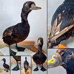 Eend Taxidermie volledige montage - Melanitta nigra - 33 cm, Nieuw