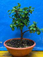Carpinus bonsai (Carpinus) - Hoogte (boom): 30 cm - Diepte, Antiek en Kunst