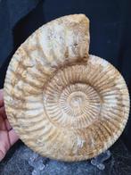 Very large Ammonite Perisphinctes - Hoogte: 180 mm -