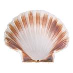 Schelp | Ø120mm EMGA, Verzenden, Nieuw in verpakking