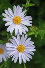 Vaste planten, geranium, vrouwenmantel, siergras, zonnehoed, Overige soorten, Vaste plant, Ophalen of Verzenden, Halfschaduw