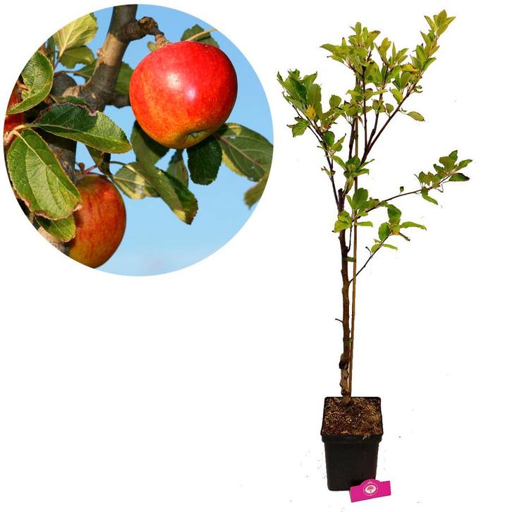 appelboom Malus domestica Elstar + Pot 19cm, Tuin en Terras, Planten | Fruitbomen, Volle zon, Verzenden