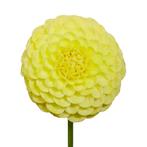 Bloembollen - 14 x Dahlia Golden Torch - geel, Verzenden, Voorjaar, Volle zon, Bloembol