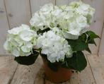 Hortensia Hydrangea Wit 30 - 40 cm 4 tot 6 bloemen - Warentu, Nieuw, Verzenden