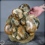 Natuurlijke fossiele ammonieten uit de krijttijd:
