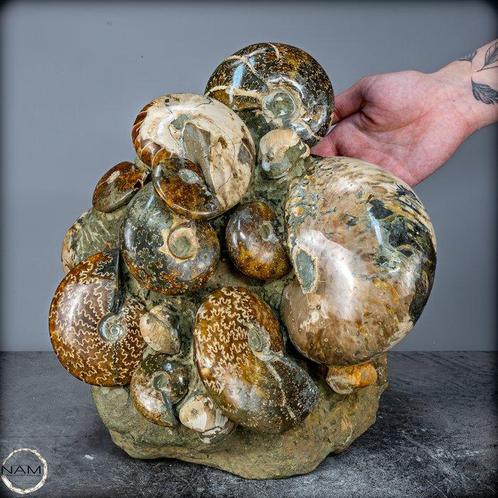 Natuurlijke fossiele ammonieten uit de krijttijd:, Verzamelen, Mineralen en Fossielen