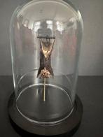 Vleermuis Taxidermie volledige montage - Chauve souris, Nieuw