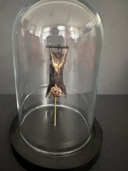 Vleermuis Taxidermie volledige montage - Chauve souris, Verzamelen, Dierenverzamelingen