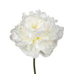 Bloembollen - 6 x Pioen Duchesse de Nemours - wit, Verzenden, Voorjaar, Volle zon, Bloembol