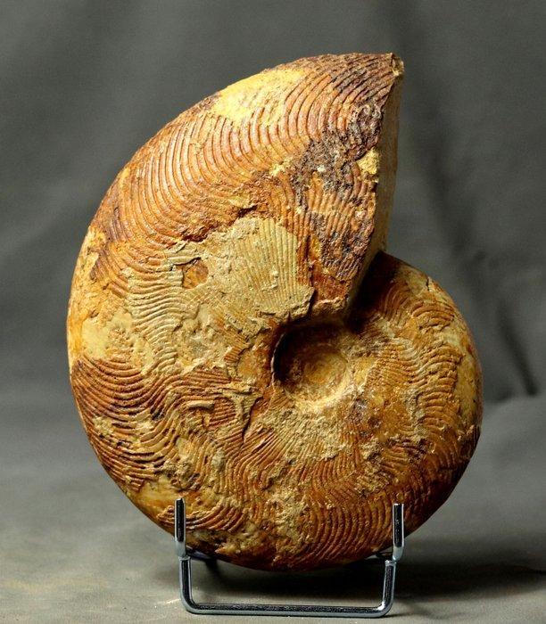 Fijne ammoniet - met 2 zijden schoongemaakt - ongewone, Verzamelen, Mineralen en Fossielen