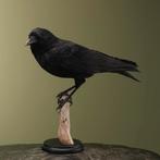 Kraai Taxidermie Opgezette Dieren By Max, Ophalen of Verzenden, Nieuw, Vogel, Opgezet dier