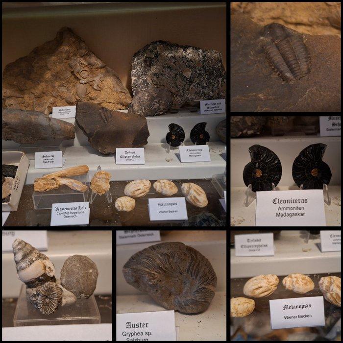 Oude fossielenverzameling, meer dan 25 stuks - Fossiele, Verzamelen, Mineralen en Fossielen