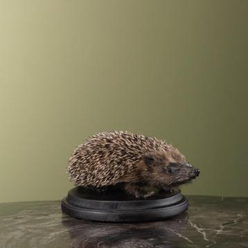 Egel Taxidermie Opgezette Dieren By Max beschikbaar voor biedingen
