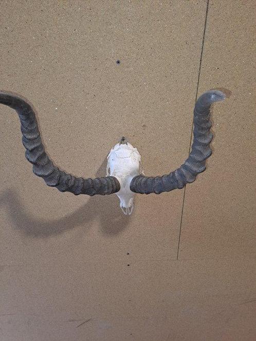 Afrikaanse Impala Trofee Taxidermie wandmontage - Aepyceros, Verzamelen, Dierenverzamelingen