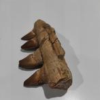 Zeereptiel - Gefossiliseerde kaak - Mosasaurus sp. - 11.5 cm, Verzamelen