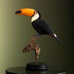 Reuzentoekan Taxidermie Opgezette Dieren By Max, Ophalen of Verzenden, Nieuw, Vogel, Opgezet dier