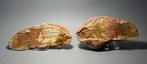 Gefossiliseerd dier - Piveteauia madagascariensis - 17.5 cm