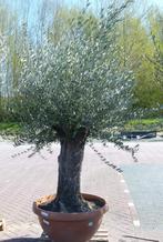Olijfboom Olea stamhoogte 80 cm en boomhoogte 200 cm Dikke o, Tuin en Terras, Planten | Tuinplanten, Verzenden