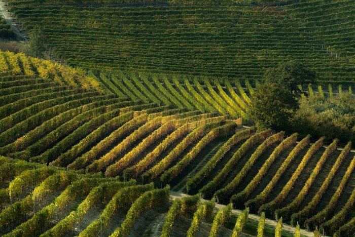 Franco Turcati - Langhe Autunno 2, Antiek en Kunst, Kunst | Designobjecten