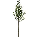 Beverboom - Magnolia kobus - Omtrek: 6-10 cm | Hoogte: 250 c, Tuin en Terras, Planten | Bomen, Ophalen of Verzenden