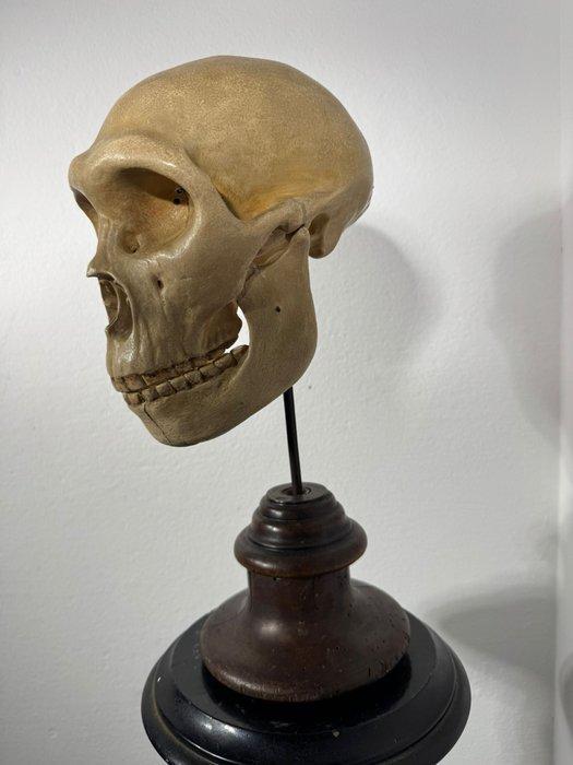 Modello di teschio cercopiteco - Buste, Modello in gesso di, Antiek en Kunst, Curiosa en Brocante