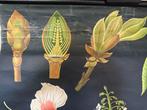 Jung Koch Quentell, kastagne - Schoolkaart - Linnen, Antiek en Kunst, Curiosa en Brocante