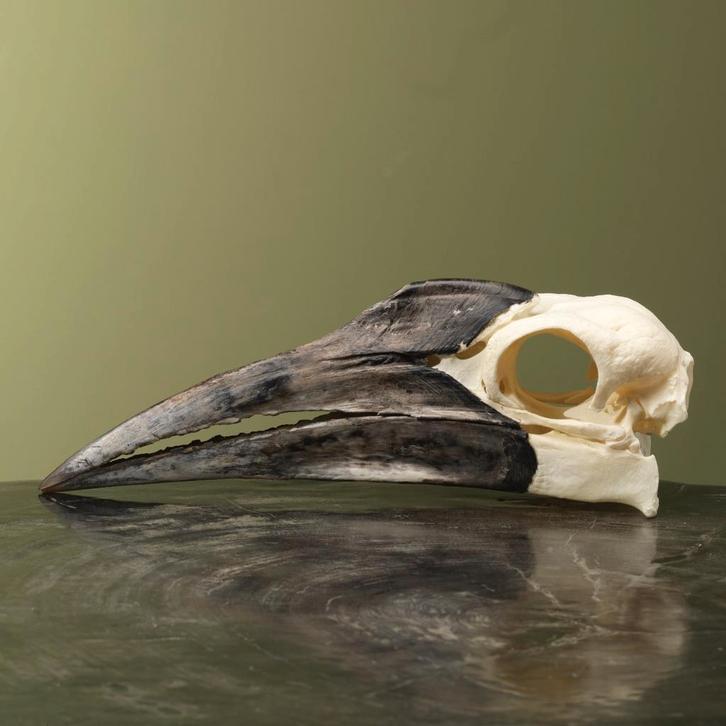 Zuidelijke Hoornraaf Schedel, Verzamelen, Dierenverzamelingen, Opgezet dier, Nieuw, Vogel, Ophalen of Verzenden