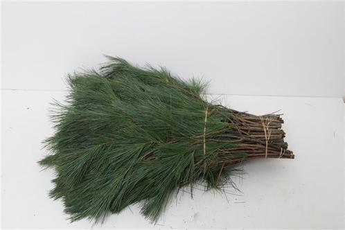 Kiefer Dennengroen 10 st bos +/- 60cm Mooie dennengroen, Huis en Inrichting, Woonaccessoires | Kunstplanten en Kunstbloemen, Nieuw